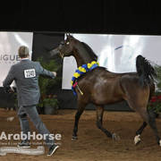 Arabian National Breeder Finals - 2017