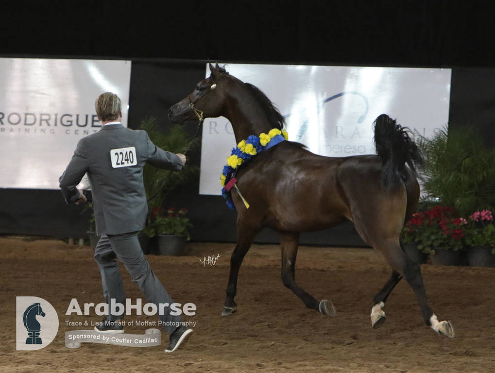 Arabian National Breeder Finals - 2017