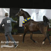 Arabian National Breeder Finals - 2017