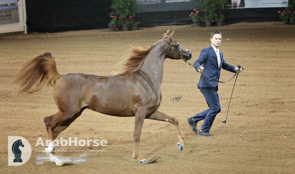 Arabian National Breeder Finals - 2017