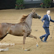 Arabian National Breeder Finals - 2017