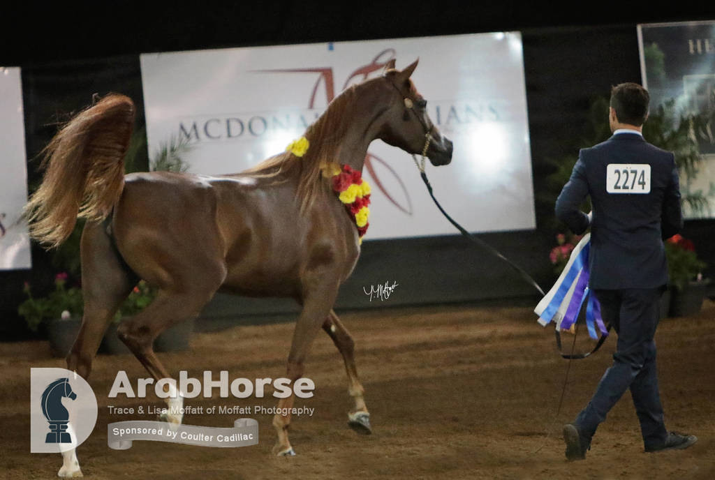 Arabian National Breeder Finals - 2017