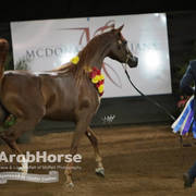 Arabian National Breeder Finals - 2017