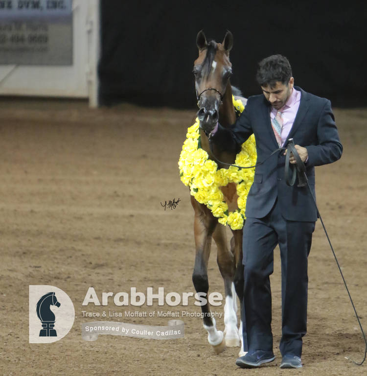 Arabian National Breeder Finals - 2017