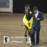 Arabian National Breeder Finals - 2017