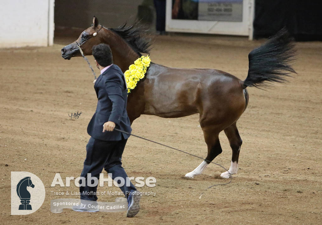 Arabian National Breeder Finals - 2017