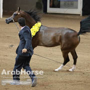 Arabian National Breeder Finals - 2017