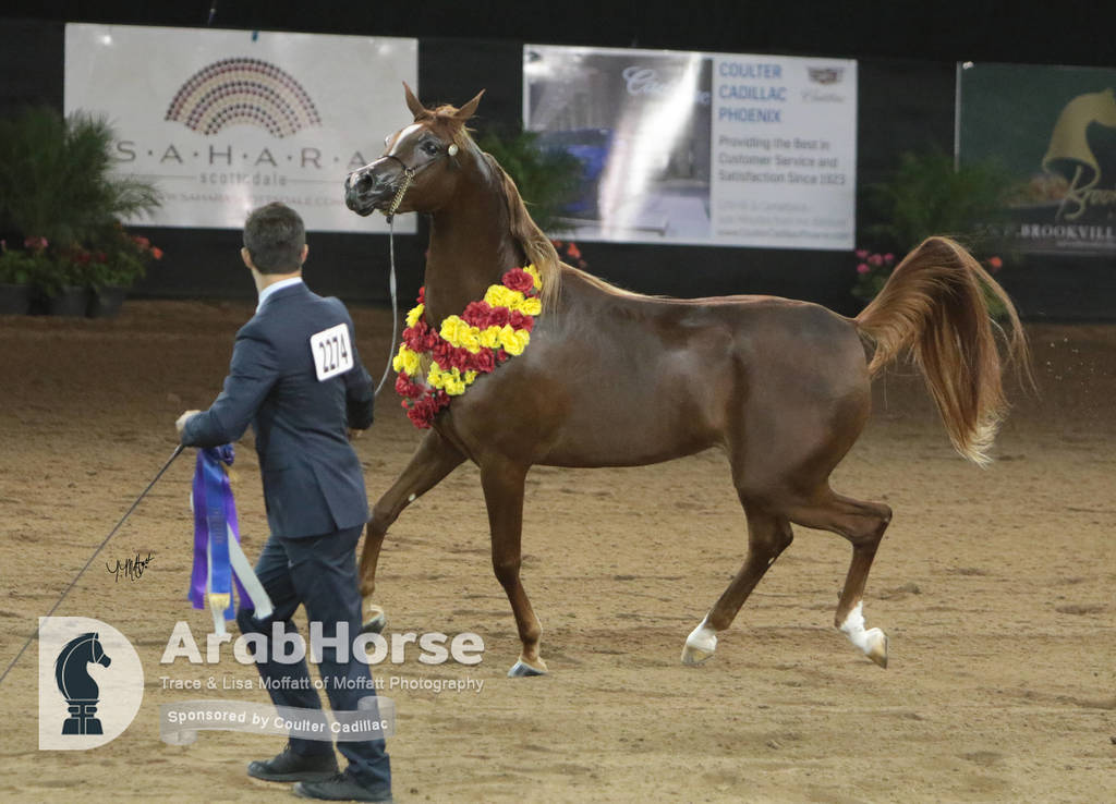 Arabian National Breeder Finals - 2017