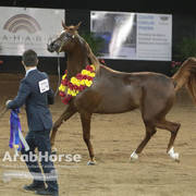 Arabian National Breeder Finals - 2017
