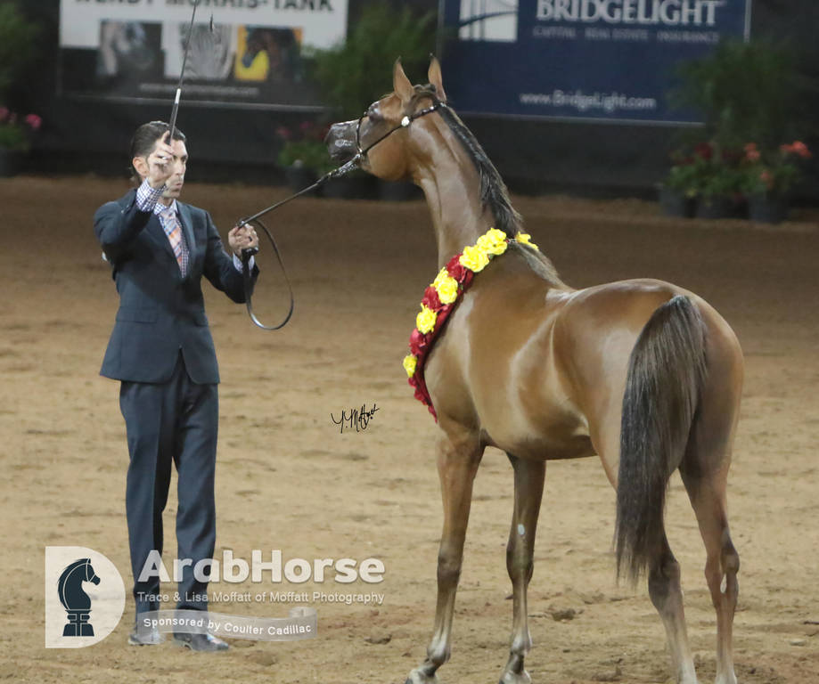 Arabian National Breeder Finals - 2017