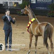Arabian National Breeder Finals - 2017