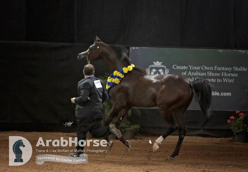 Arabian National Breeder Finals - 2017