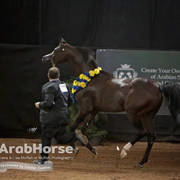 Arabian National Breeder Finals - 2017