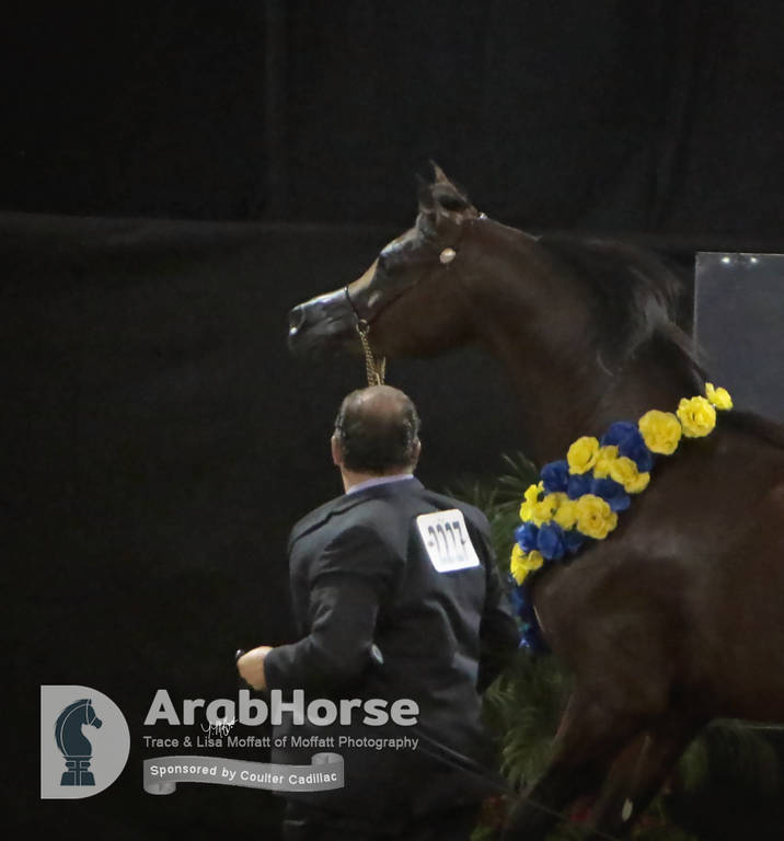 Arabian National Breeder Finals - 2017