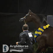 Arabian National Breeder Finals - 2017