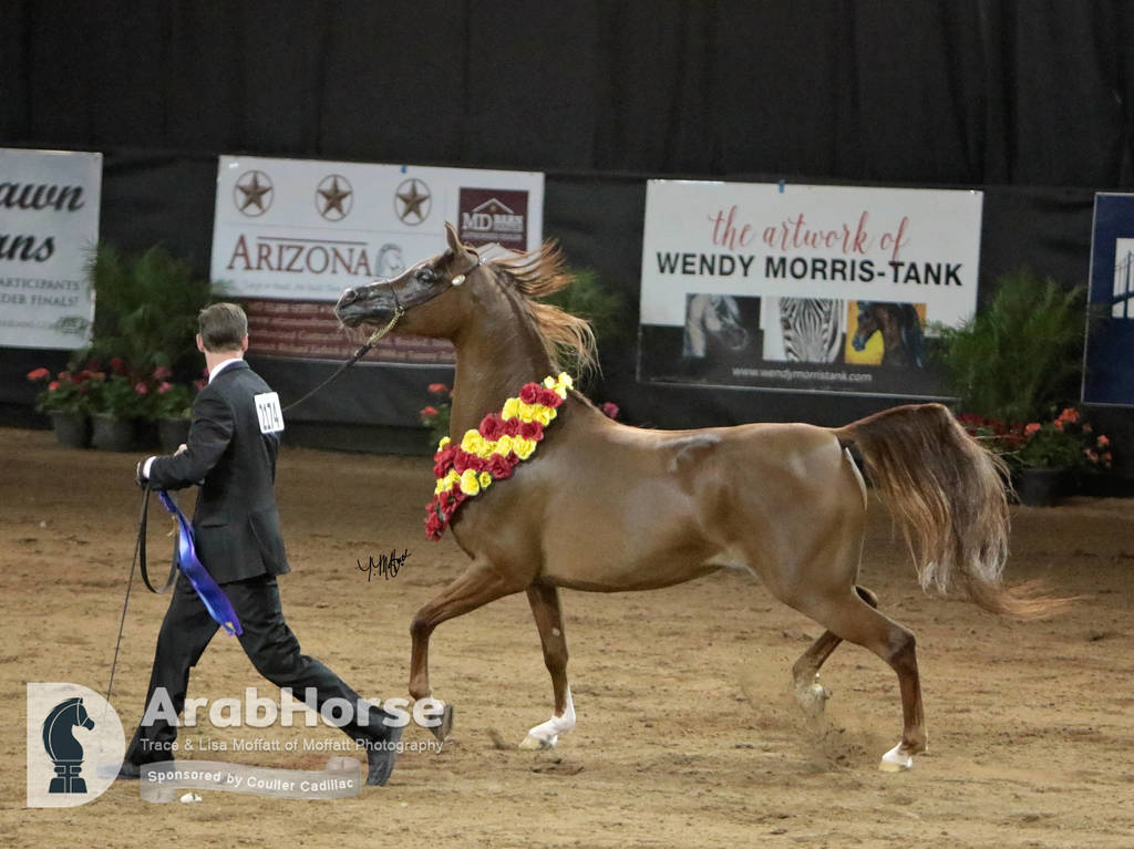 Arabian National Breeder Finals - 2017