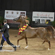 Arabian National Breeder Finals - 2017