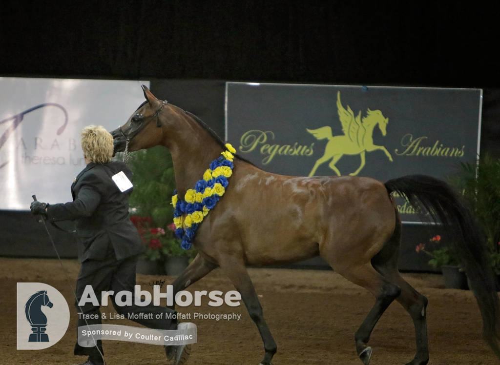 Arabian National Breeder Finals - 2017