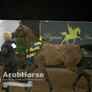 Arabian National Breeder Finals - 2017
