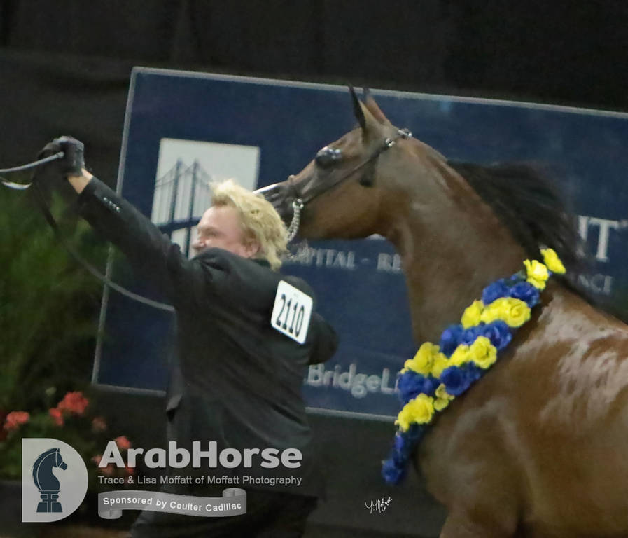 Arabian National Breeder Finals - 2017