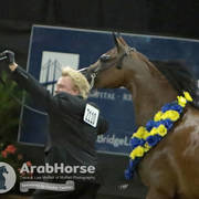 Arabian National Breeder Finals - 2017