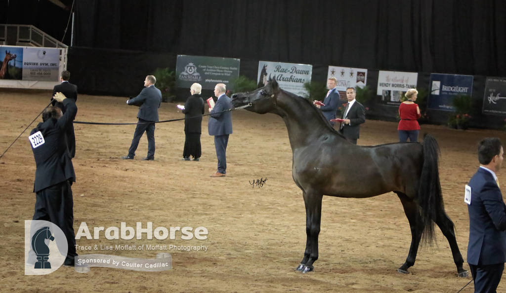 Arabian National Breeder Finals - 2017