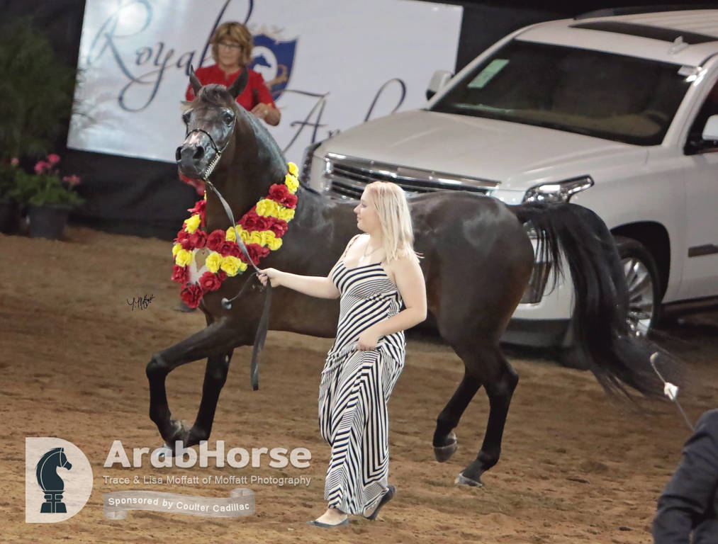Arabian National Breeder Finals - 2017