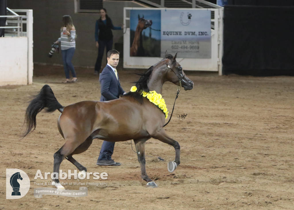 Arabian National Breeder Finals - 2017