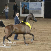 Arabian National Breeder Finals - 2017