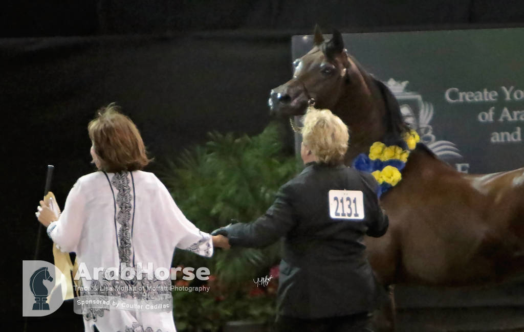 Arabian National Breeder Finals - 2017