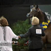Arabian National Breeder Finals - 2017