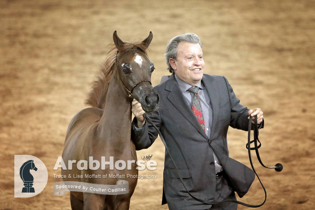 Arabian National Breeder Finals - 2017