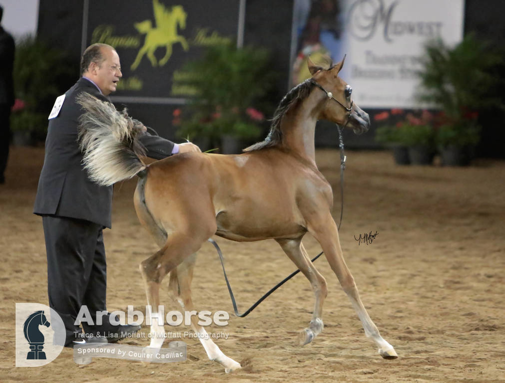 Arabian National Breeder Finals - 2017
