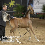 Arabian National Breeder Finals - 2017