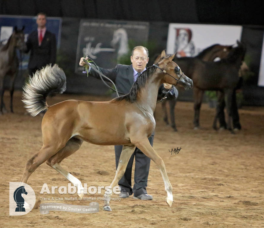 Arabian National Breeder Finals - 2017