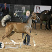 Arabian National Breeder Finals - 2017