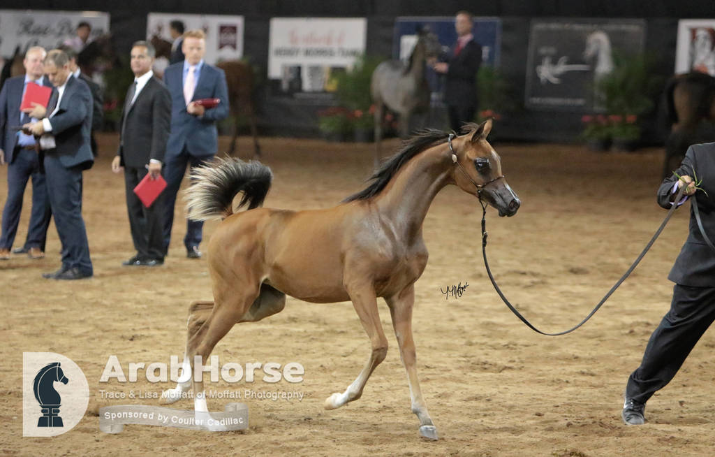 Arabian National Breeder Finals - 2017