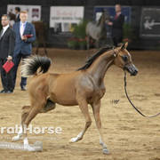 Arabian National Breeder Finals - 2017