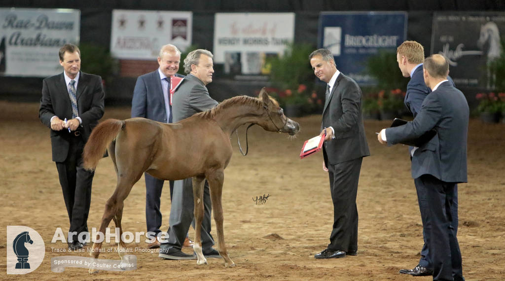 Arabian National Breeder Finals - 2017