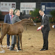 Arabian National Breeder Finals - 2017
