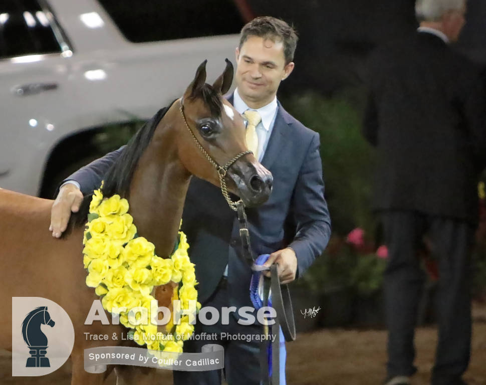 Arabian National Breeder Finals - 2017