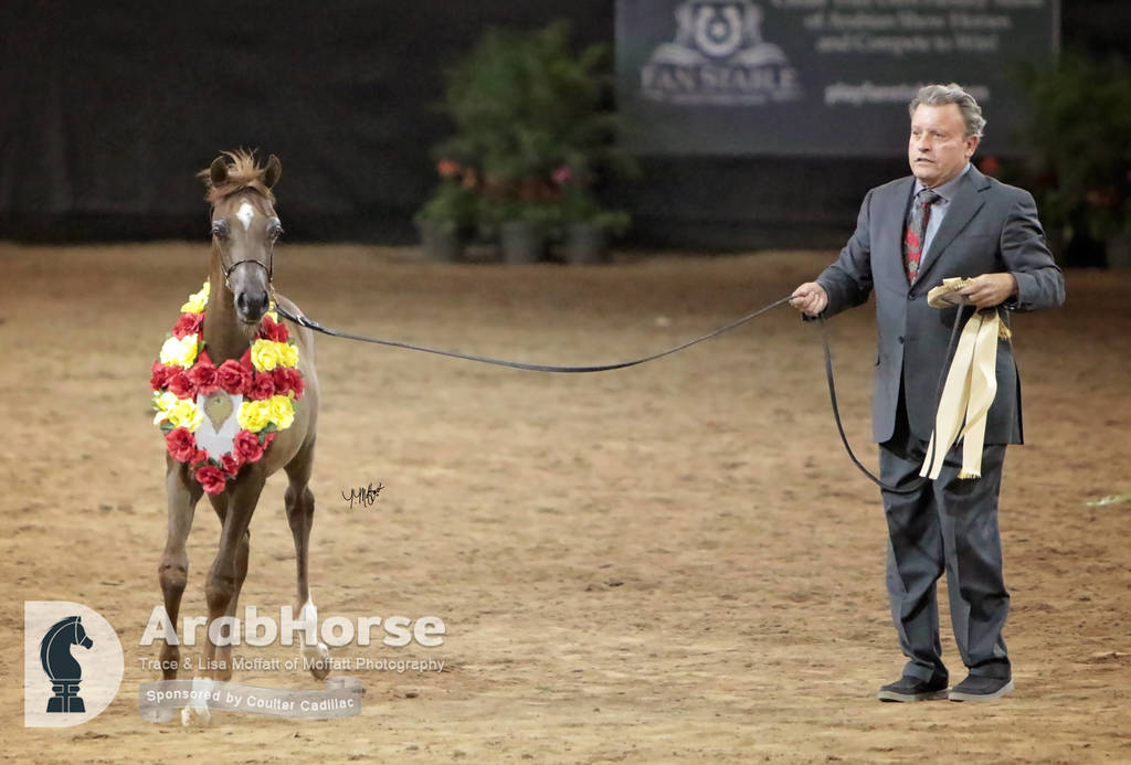 Arabian National Breeder Finals - 2017