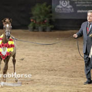 Arabian National Breeder Finals - 2017