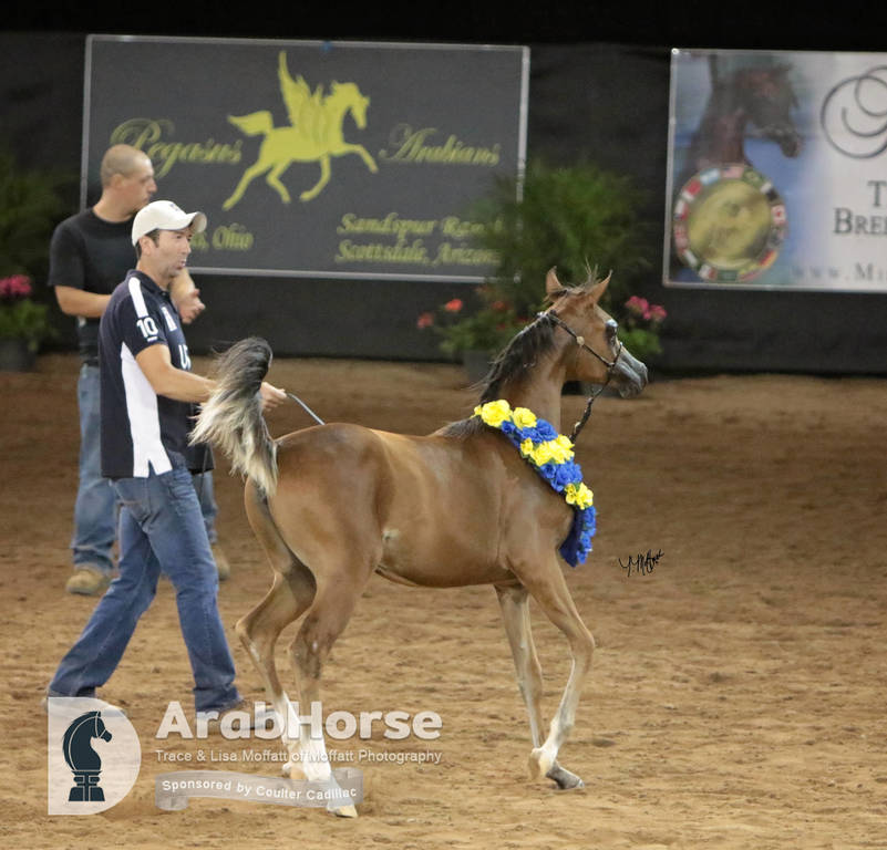 Arabian National Breeder Finals - 2017