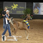 Arabian National Breeder Finals - 2017