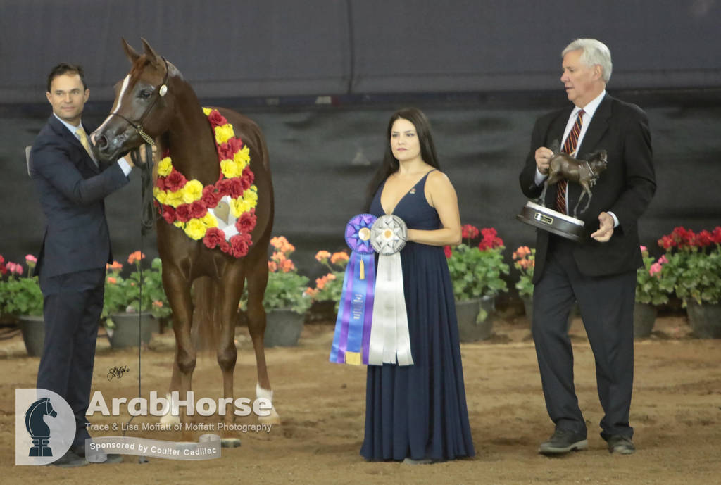 Arabian National Breeder Finals - 2017