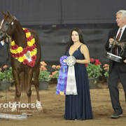 Arabian National Breeder Finals - 2017