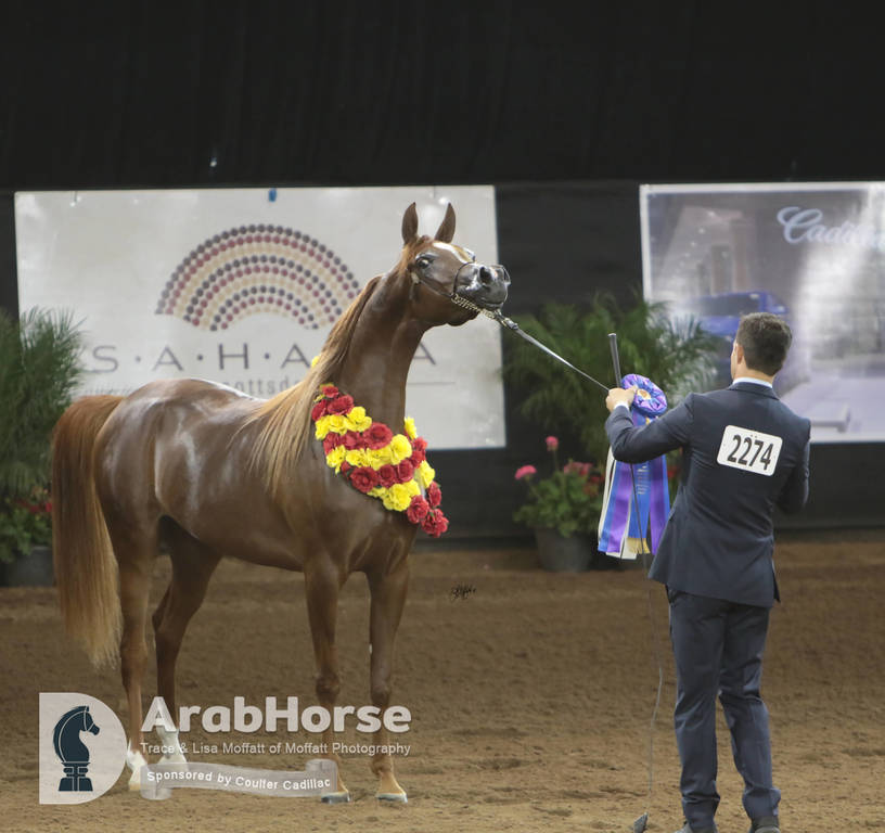 Arabian National Breeder Finals - 2017