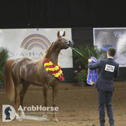 Arabian National Breeder Finals - 2017