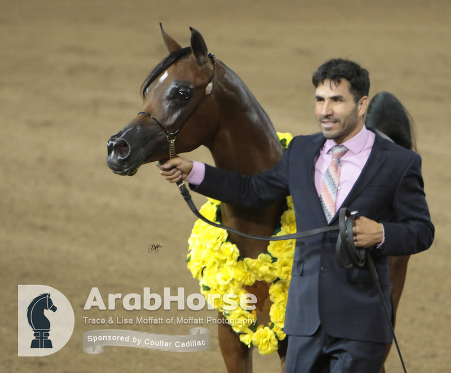 Arabian National Breeder Finals - 2017